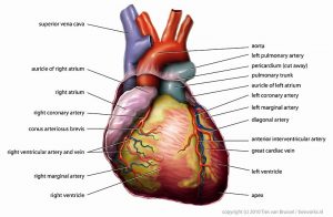 Het menselijk hart is normaal gesproken ietwat langgerekt. Bron: Wikimedia Commons