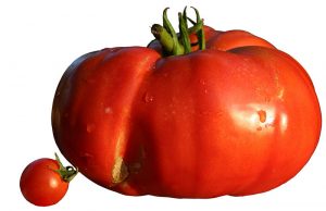Een cherrytomaat en zijn grote broer, de beefsteak tomaat.  Bron: Wikimedia Commons/Berrucomons