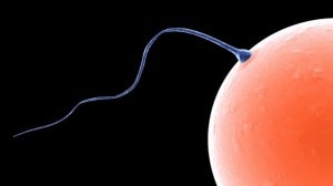 Dit sperma is succesvol: een zaadcel dringt een eicel binnen Bron: Sebastian Kaulitzki