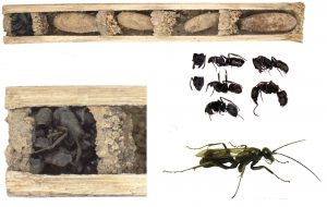 De buitenste muur van het nest van de spinnendoder (helemaal links) zit vol met dode mieren. Bron: Staab et al 