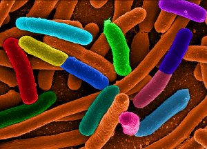 Ook E. coli-bacteriën raakten bestand tegen antibiotica door de moleculaire signalen. 