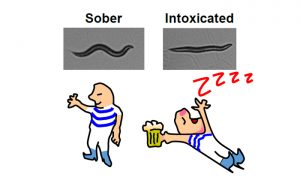 Een dronken worm kronkelt minder dan een nuchtere worm. Bron: Jon Pierce-Shimomura/ University of Texas