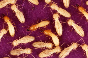 Een andere termietsoort, Coptotermes formosanus. De soldaten hebben rode kopjes, de werkers zijn wit.