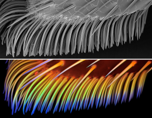 De plakkerige setae van een lieveheersbeestje (Coccinella septempunctata). Boven: het beeld van een rasterelektronenmicroscoop. Onder: het beeld van de confocale lasermicroscoop. De meest flexibele delen van het pootje zijn blauw gekleurd. Bron: Jan Michels