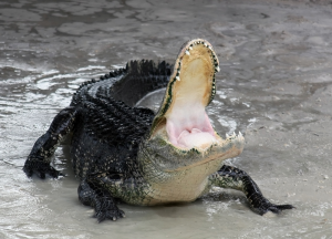 De Amerikaanse alligator. Wellicht heeft dit exemplaar trek in wat fruit? Bron: Wikimedia Commons/Ianaré Sévi