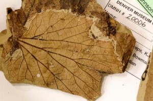 Een fossiel blad van de plantensoort Vitis stantonii Bron:  Benjamin Blonder