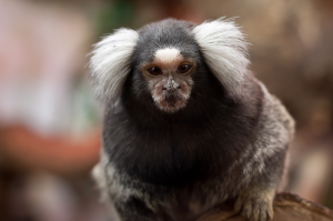 Een mamoset-aapje is een beleefde gesprekspartner. Bron: Leszek Leszczynski