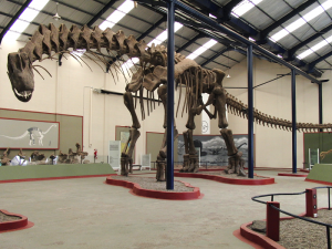 De 40-meter lange Argentinosaurus huinculensis. Bron: Dr. Bill Sellers, The University of Manchester