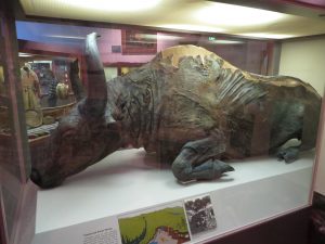 Een eerder gevonden steppewisent-mummie. Het nieuwe dier is een van de vier bewaarde exemplaren ter wereld.  Bron: University of Alaska