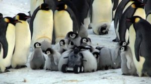 Gezelligheid met de pinguïns.  Bron: Nature Methods