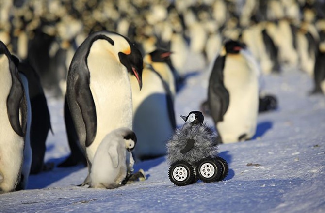 religie reactie Riskeren Robot bestudeert pinguïns zonder ze te storen - New Scientist