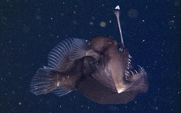 Reusachtig Malaise Reflectie Eerste beelden van een zwarte zeeduivel in haar natuurlijke omgeving - New  Scientist