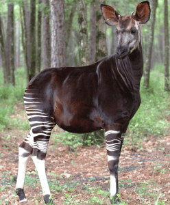 11-26 Okapi