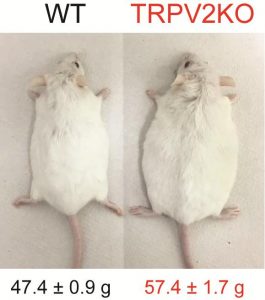 Deze twee muizen hebben voor wetenschappelijk onderzoek twee maanden op een dieet met veel vet geleefd. Beeld: NIPS/NINS