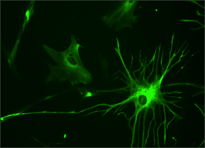Astrocyten hebben lange uitlopers die ze om synapsen wikkelen. Bron: Wikimedia Commons/Bruno Pascal