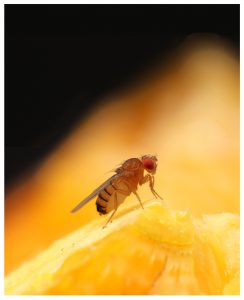 Een fruitvlieg op een stuk citrusvrucht. Bron: Current Biology, Dweck et al.