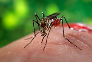 16740-close-up-of-a-mosquito-feeding-on-blood-pv