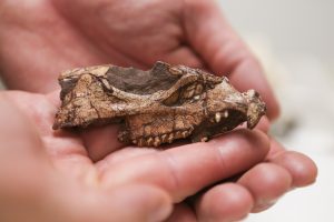 De kleine schedel van de Aquilops americanus.  Bron: Brian Engh