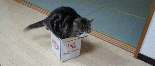 Gedateerd moeilijk Bewonderenswaardig Waarom katten zo van dozen houden - New Scientist