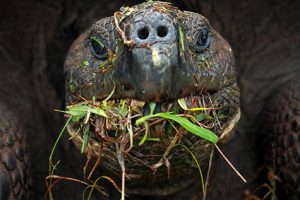 De reuzenschildpadden van de Galapagoseilanden knabbelen graag aan een exoot.  Bron: Christian Zeigler 