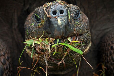 schapen Vooruitgang Arbeid Galapagosschildpad zet exotische planten op het menu - New Scientist