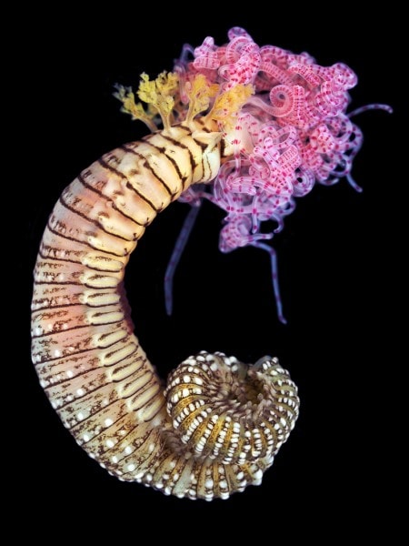 zeewormen