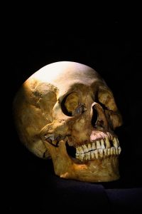 Menselijke schedels worden verkocht aan de hoogste bieder. Bron: Ray Myint via Flickr CC.