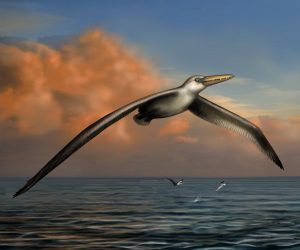 Net als albatrossen, zweefde Pelagornis sandersi over de oceanen. Bron: Liz Bradford