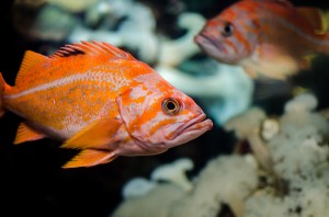 Als er al van intelligentie bij vissen te spreken is - we hebben het gen in elk geval gevonden. Foto: Colby Stopa