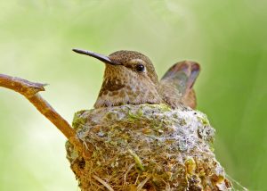 Met een persoonlijke beschermvalk in de buurt kunnen kolibries veilig broeden. 