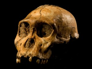 Een schedel van Australopithecus Sediba, zoals ontdekt in 2008. 