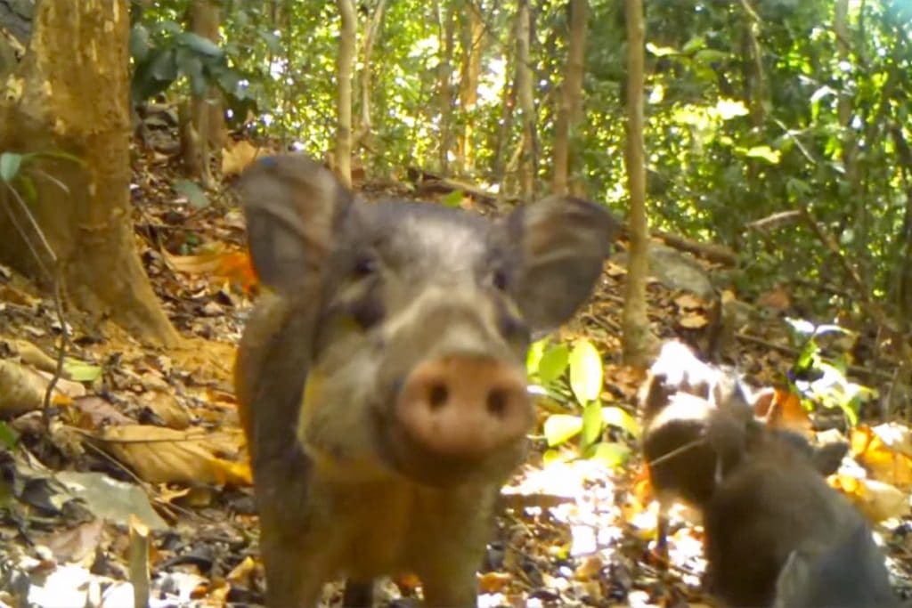 Het Bawean wrattenzwijn vastgelegd op beeld - Beeld: Bawean Endemik Konservasi Initiatif