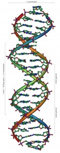 De kenmerkende dubbele helix-structuur van DNA. De bruggetjes tussen de twee strengen worden gevormd door de basen, die nu synthetisch nagemaakt kunnen worden. Credit: Michael Ströck