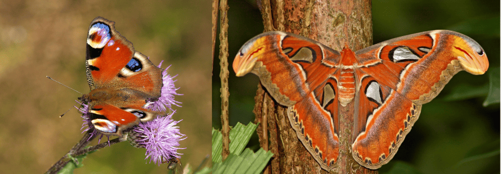 Dagpauwoog en atlasvlinder