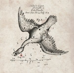 De nova sub capite Cygni - een ster onder het hoofd van de zwaan, getekend door astronoom Hevelius in 1670. Afbeelding, Royal Society