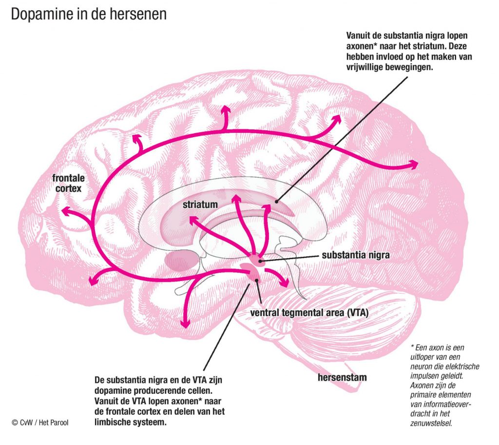 Dopamine in de hersenen