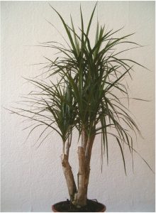 Kamerplant dracaena marginata. Beeld: BotBln