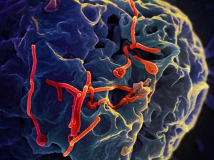 Ebola onder de elektronenmicroscoop. Foto: NIAID (via Flickr)