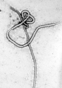 Ebola maakt een eiwit aan wat ons immuunsysteem volledig platlegt. Bron: Wikimedia Commons