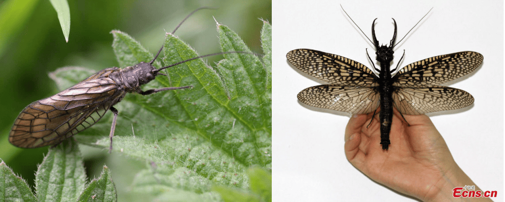 Links: De Nederlandse elzenvlieg op een brandnetel. Rechts: De indrukwekkende nieuwe soort Megaloptera. Bron: Wikimedia Commons; Insect museum of West China.