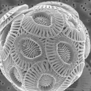 Een electronenmicroscoop maakt de kalkplaatjes van de alg goed zichtbaar. Foto: Alison R. Taylor