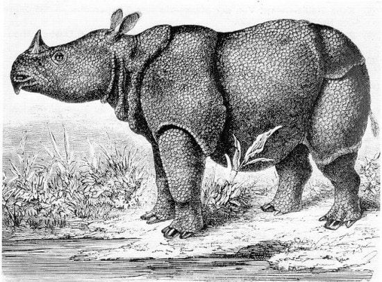 Een tekening van een Javaanse neushoorn uit 1862. Bron: Hermann Schlegel via Wikimedia Commons