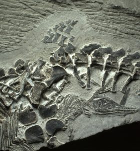 Fossilizedbirth