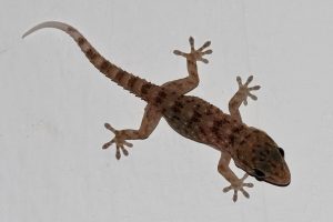 Deze gekko blijft aan de muur plakken door statische aantrekkingskracht tussen zijn voetjes en de muur. Bron: Wikimedia Commons