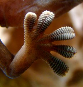 Gekkovoetjes zijn bezaaid met minuscule haartjes waardoor ze aan allerlei oppervlakken kunnen plakken. Bron: Wikimedia Commons