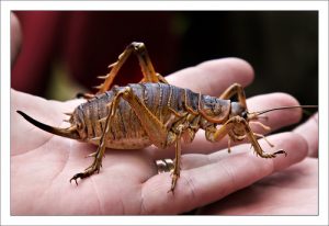 De reuzenweta is niet alleen de grootste sprinkhaan, maar ook nog eens het zwaarste insect ter wereld. Bron: Flickr.