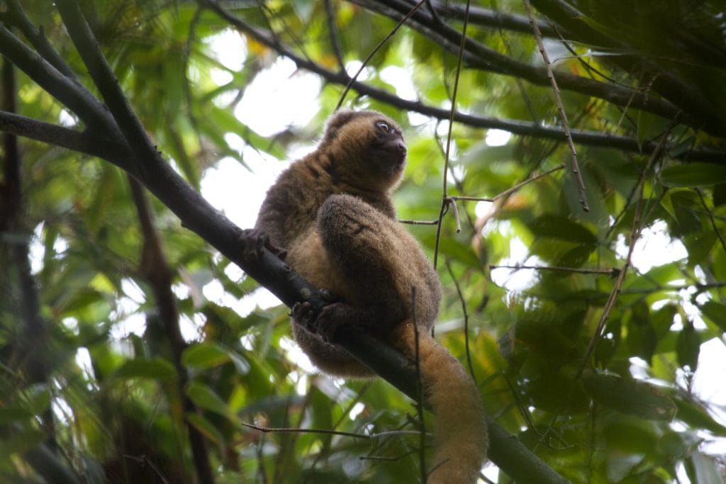 Gouden halfmaki in de bossen van Madagaskar. Bron: Brian Gratwicke via Flickr CC