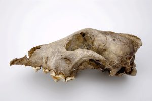 De hond van Goyet is het oudst bekende fossiel van een hondachtige Bron: KBIN