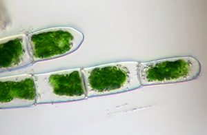 Groene algen met celmembraan, mede mogeljkgemaakt door membraanloze protocellen. Bron: Wikimedia commons/Micropix