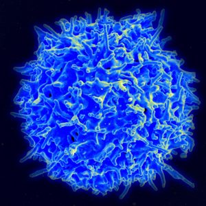 T-cellen van gezonde mensen kunnen een rol spelen bij immunotherapie.